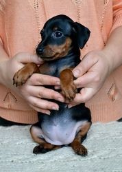 Miniature Pinscher Puppies