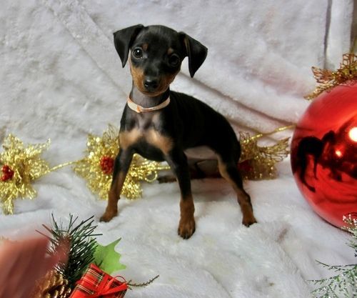 AKC reg. Miniature Pinscher Puppies available