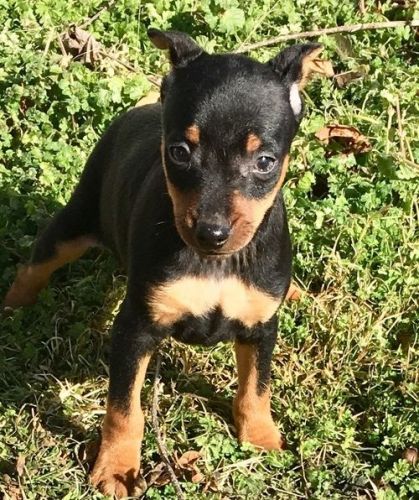 Sweet AKC Miniature Pinscher puppies