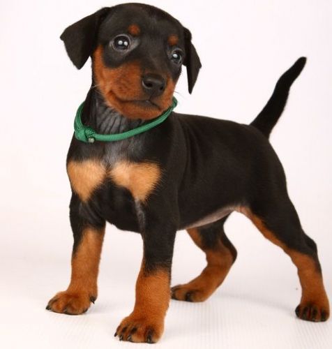 CKC Registered Miniature Pinscher Puppies