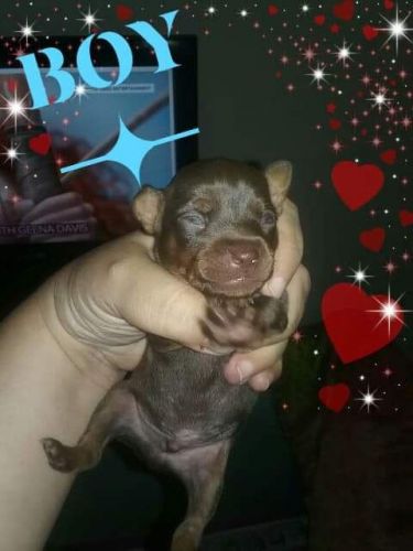 7 beautiful Mini Pin's