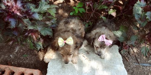Miniature Poodle Puppies