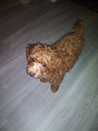 10 Week Old Miniature Poodle For Sale