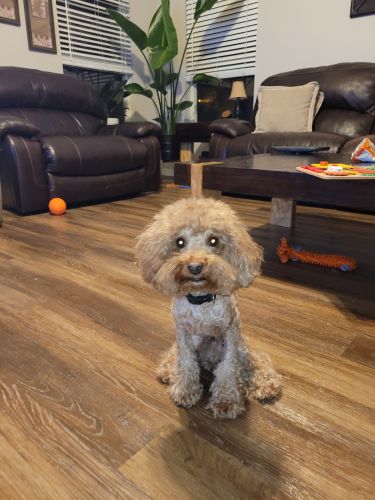 Miniature Poodle Puppies for sale in Tampa, FL, USA. price: NA