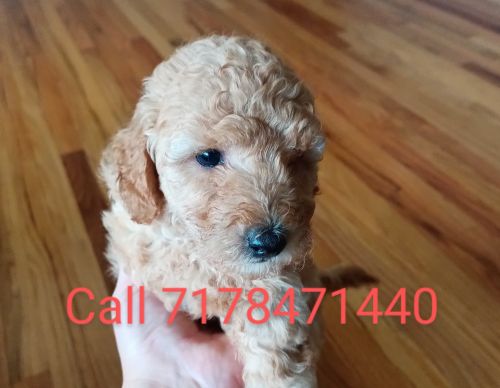 Miniature poodle puppies for sale 1females 1 male