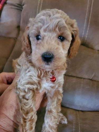 Moyen Poodle Male - Red Boy