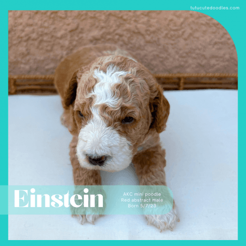 Miniature Poodle Puppies for sale in 15935 Ternglade Dr, Lithia, FL 33547, USA. price: $3,000