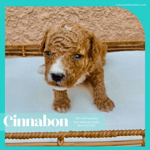 Miniature Poodle Puppies for sale in 15935 Ternglade Dr, Lithia, FL 33547, USA. price: $3,000