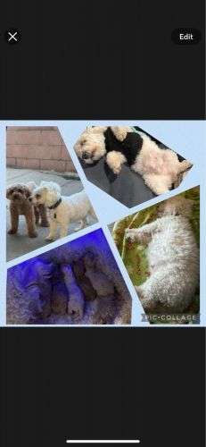 Miniature Poodle Puppies for sale in Lakewood, CA, USA. price: $1,000