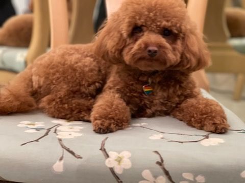 Miniature Poodle Puppies for sale in Boca Raton, FL, USA. price: $950