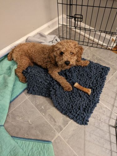 Male mini poodle for sale