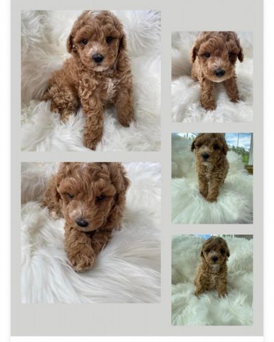 Miniature Poodle Puppies for sale in Campobello, SC 29322, USA. price: $1,500