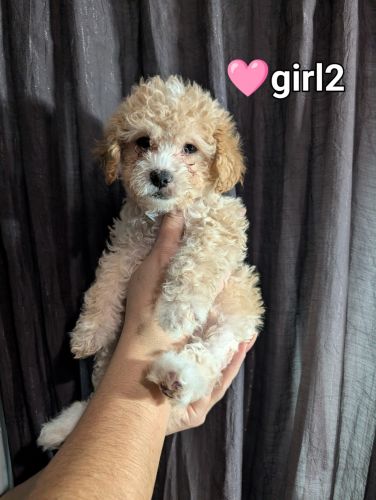 Miniature Poodle Puppies for sale in Riverside, CA 92505, USA. price: $1,000