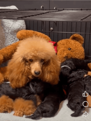 AKC Miniature Poodles upcoming litter