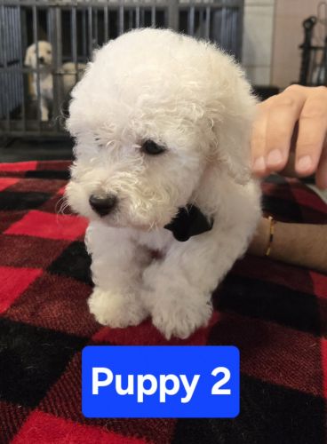 Miniature Poodle Puppies for sale in Phoenix, AZ 85023, USA. price: NA