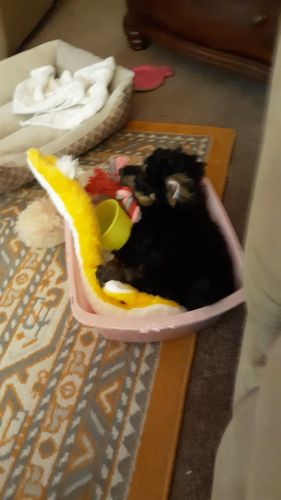 For sale Miniature poodle