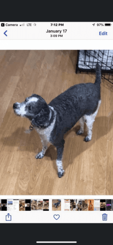 Akc male Miniature poodle