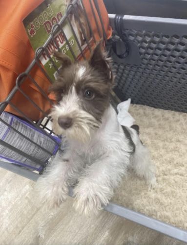 Tweed needs a new home!