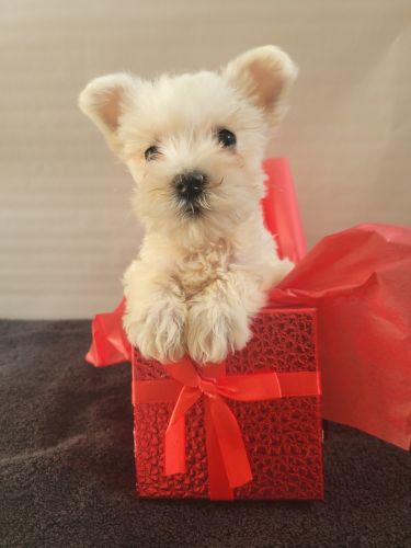 Miniature Schnauzer Puppied