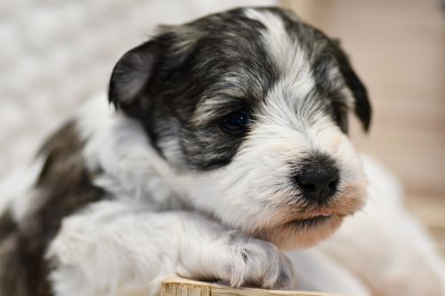 Gorgeous Salt and Pepper Parti Miniature Schnauzer
