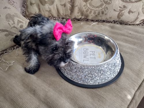 Mini Schnauzer