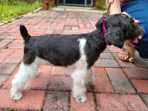 Black and White Female Toy Schnauzer