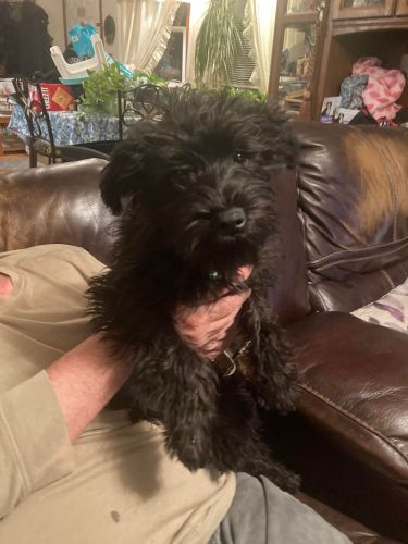 Purebred Miniature Schnauzer