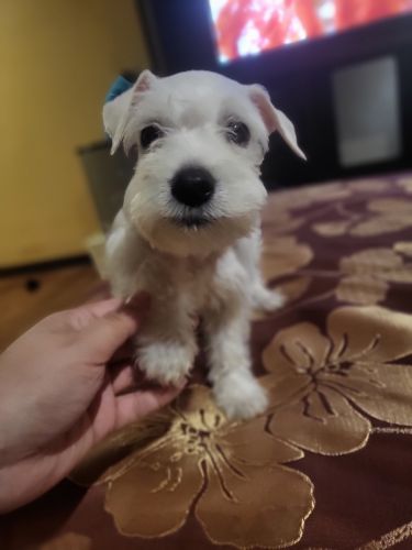 Minature schnauzer puppy