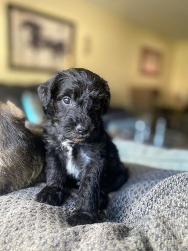 Miniature Schnauzer - Male