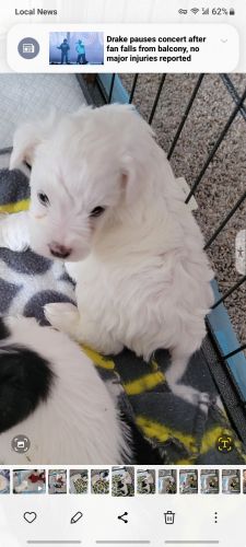 Looking for my forever home