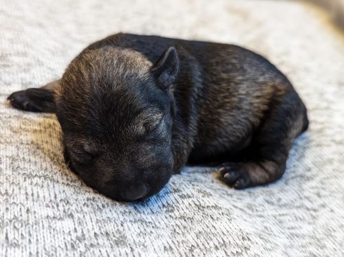 Miniature Schnauzer Puppies