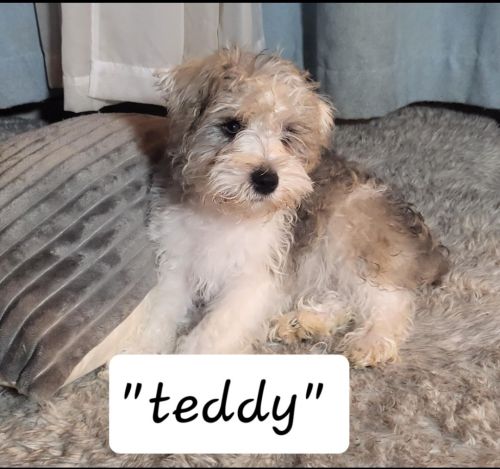 Merle/salt and pepper parti/ miniature Schnauzer puppies!!