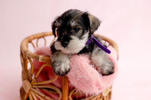 AKC miniature schnauzers