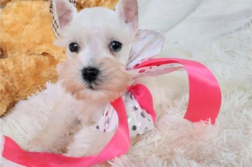 Miniature Schnauzer puppies for sale