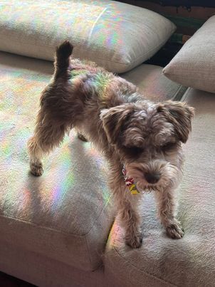 Miniature Schnauzer-Liver Merle- for sale