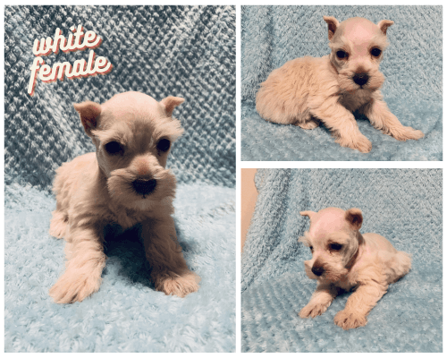 Miniature Schnauzer puppies!