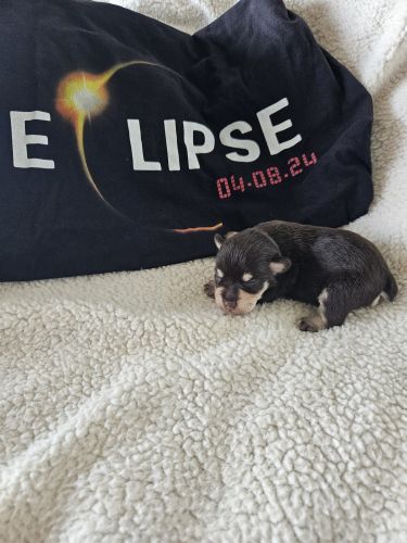 Min schnauzer puppies