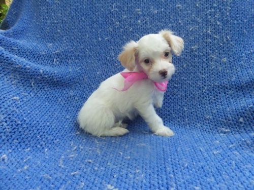 Playful Schnau-Shi Puppies