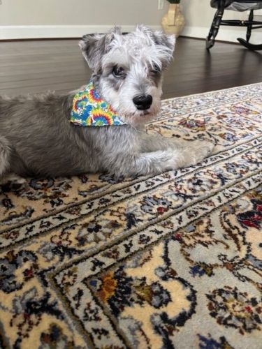 Milo_ Miniature Schnauzer