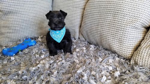 Mini Schnauzer Puppies