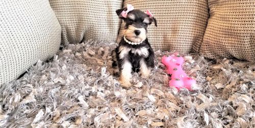 Black and Silver Female Mini Schnauzer