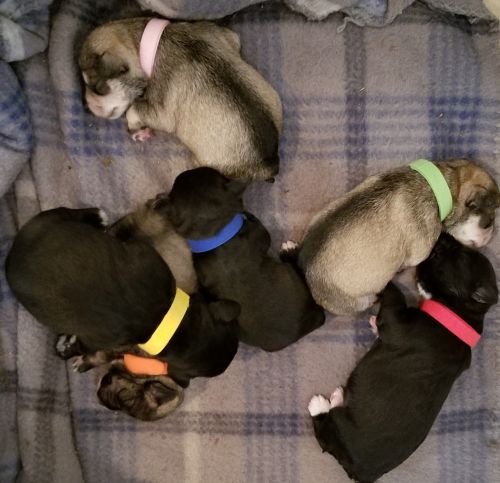 AKC MIniature Schnauzer Puppies - Taking Deposits