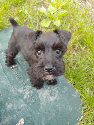 Mini Schnauzer for sale