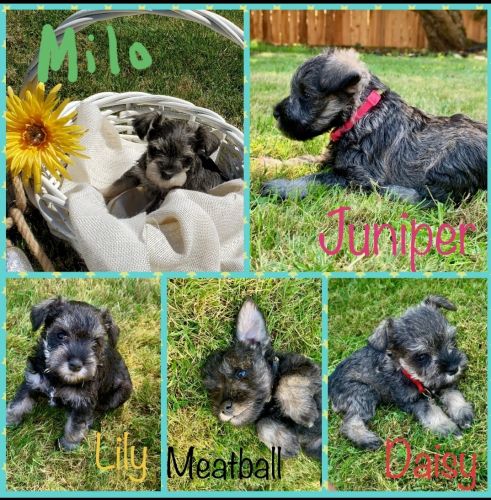 Miniature Schnauzer puppies