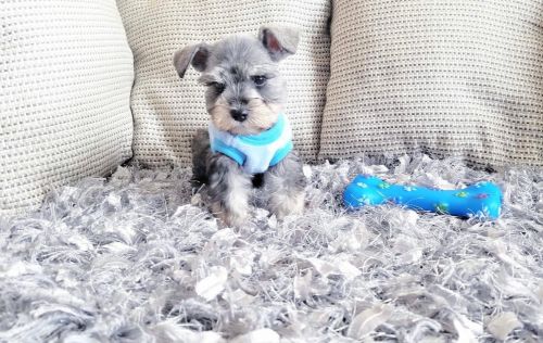 Mini Schnauzer Puppy