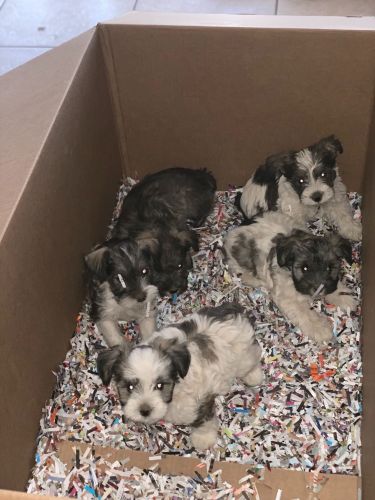 Miniature Schnauzer Puppies