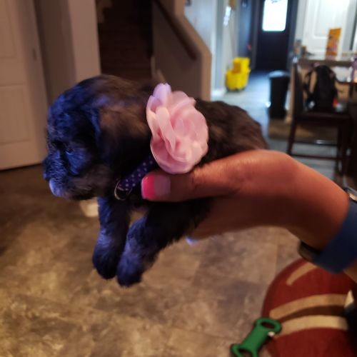 Mimature Schnauzers puppies