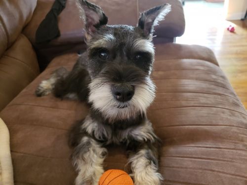 Miniture Schnauzer NJ