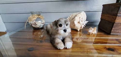 Male Mini Schnauzer
