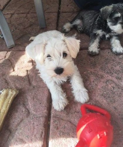 Beautiful Kc Reg /Eye Test Clear Miniature Schanuzer Puppies For Sale